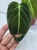 Philodendron Melanochrysum Variegata vergrünt