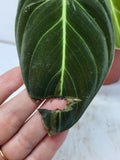 Philodendron Melanochrysum Variegata vergrünt