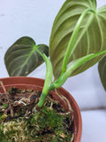 Philodendron Melanochrysum Variegata vergrünt