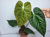 Anthurium Luxurians x Regale