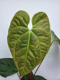 Anthurium Luxurians x Regale