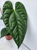 Anthurium Luxurians x Regale