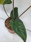 Anthurium Luxurians x Regale