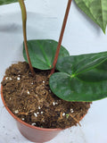 Anthurium Luxurians x Regale