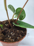 Anthurium Luxurians x Regale