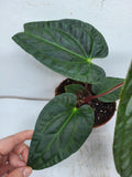 Anthurium Luxurians x Regale