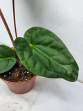 Anthurium Luxurians x Regale