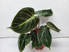 Philodendron El Choco Red