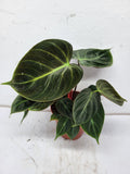 Philodendron El Choco Red