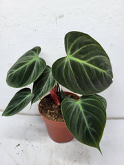 Philodendron El Choco Red