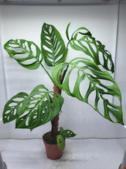 Monstera Epipremnoides Esqueleto Adult