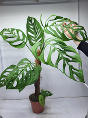 Monstera Epipremnoides Esqueleto Adult