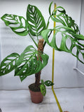 Monstera Epipremnoides Esqueleto Adult