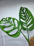 Monstera Epipremnoides Esqueleto Adult