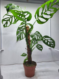 Monstera Epipremnoides Esqueleto Adult