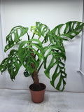 Monstera Epipremnoides Esqueleto Adult