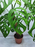 Monstera Epipremnoides Esqueleto Adult