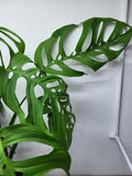 Monstera Epipremnoides Esqueleto Adult