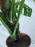 Monstera Epipremnoides Esqueleto Adult