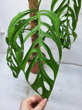 Monstera Epipremnoides Esqueleto Adult