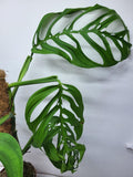 Monstera Epipremnoides Esqueleto Adult