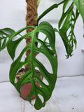 Monstera Epipremnoides Esqueleto Adult