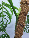 Monstera Epipremnoides Esqueleto Adult