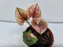 Syngonium Strawberry Ice