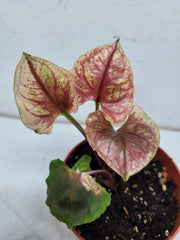 Syngonium Strawberry Ice