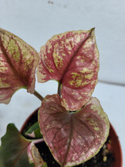 Syngonium Strawberry Ice