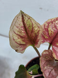 Syngonium Strawberry Ice