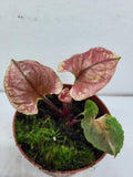 Syngonium Strawberry Ice