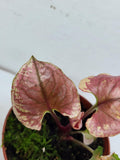 Syngonium Strawberry Ice