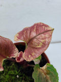 Syngonium Strawberry Ice