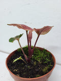 Syngonium Strawberry Ice