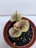 Syngonium Strawberry Ice