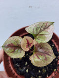 Syngonium Strawberry Ice