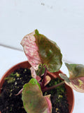 Syngonium Strawberry Ice