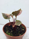 Syngonium Strawberry Ice