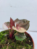 Syngonium Strawberry Ice