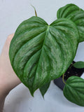 Philodendron Majestic