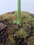 Monstera Adansonii Indonesian Marble Stecklinge