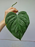 Philodendron Majestic Steckling