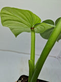 Philodendron Mamei Silver Cloud