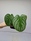 Philodendron Mamei Silver Cloud