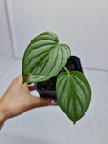 Philodendron Mamei Silver Cloud