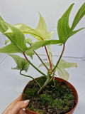 Philodendron Florida Ghost