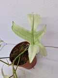 Philodendron Florida Ghost