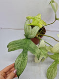 Philodendron Florida Ghost