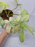 Philodendron Florida Ghost